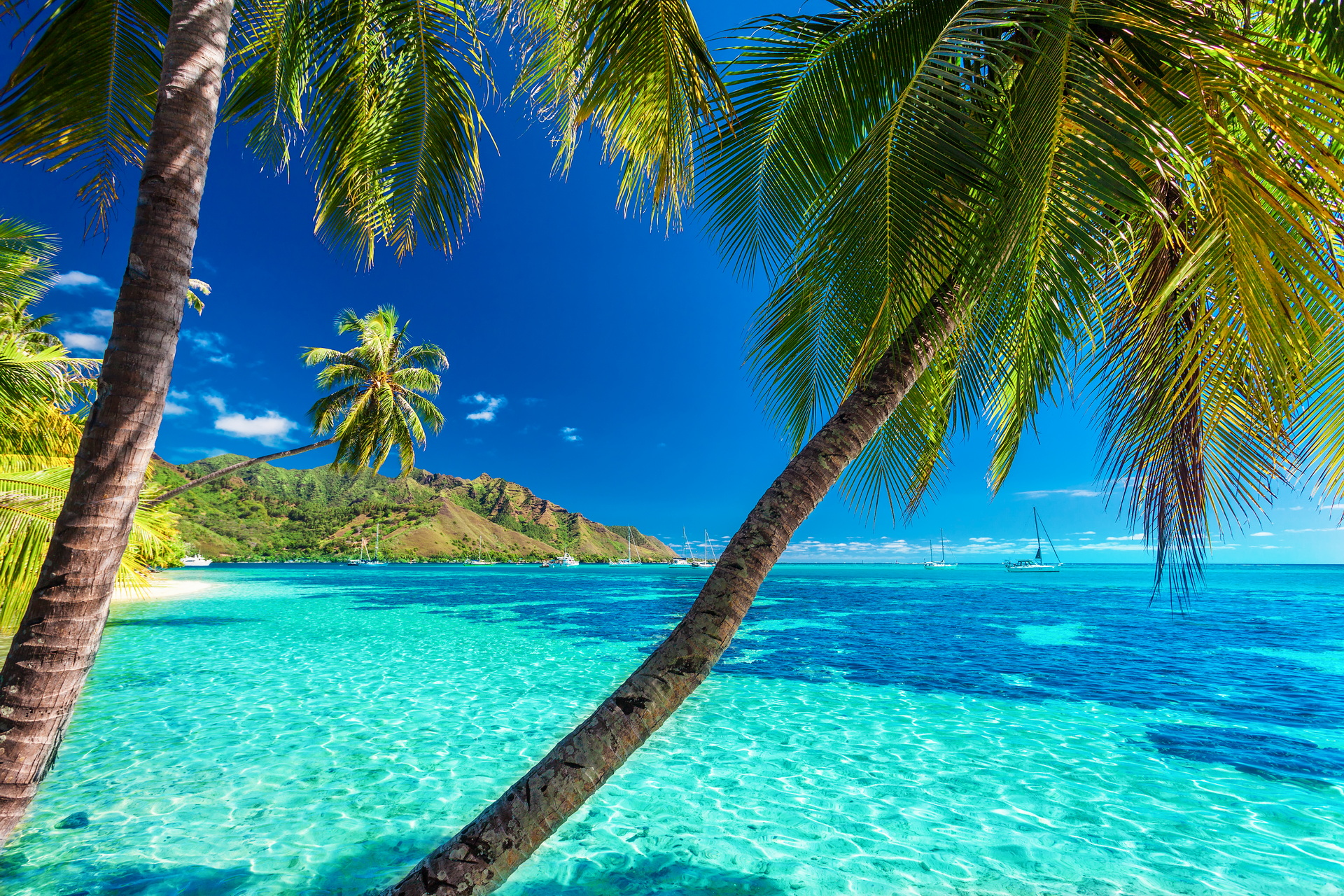 EL_Tahiti_Moorea_Strand mit blauem Meer_iStock-522726364_1920