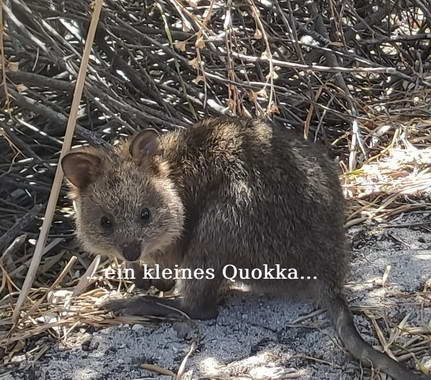 Rottnest Island - ein kleines Quokka